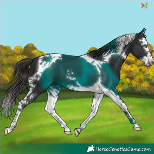 Horse Color:Liver Chestnut Splash Tobiano 