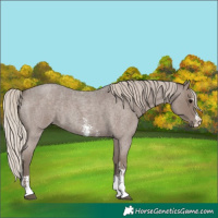 Horse Color:Silver Blue Roan Sabino 