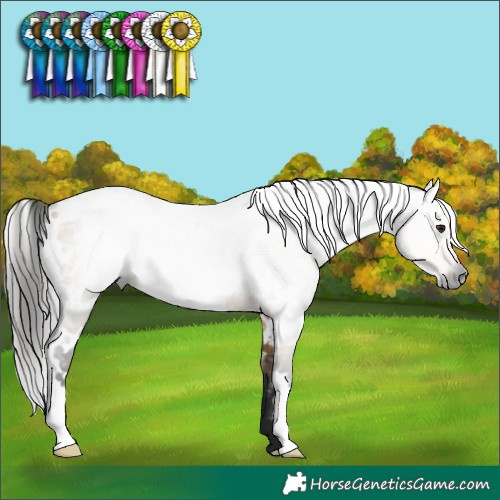 Horse Color:Gray White Spotted Buckskin Dun 