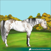 Horse Color:Gray White Spotted Buckskin Dun 