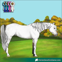 Horse Color:Gray White Spotted Buckskin Dun 