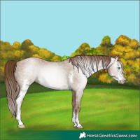 Horse Color:Gray Smoky Black Pearl Sabino Rabicano