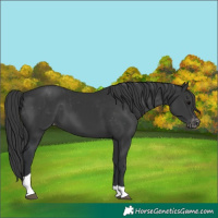 Horse Color:Black Tobiano Appaloosa 