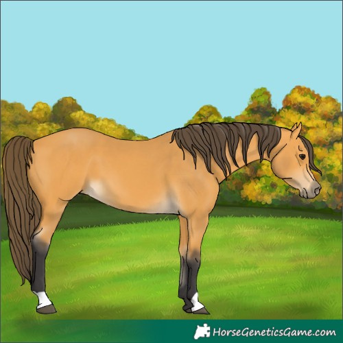 Horse Color:Buckskin 