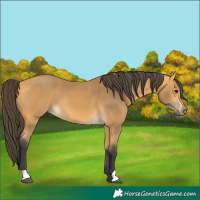 Horse Color:Buckskin 