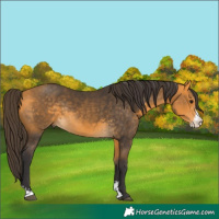 Horse Color:Buckskin Sabino Rabicano 