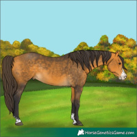 Horse Color:Buckskin Sabino Rabicano