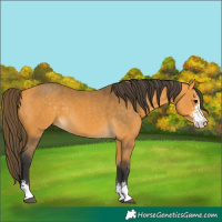 Horse Color:Buckskin Sabino