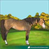 Horse Color:Buckskin Sabino
