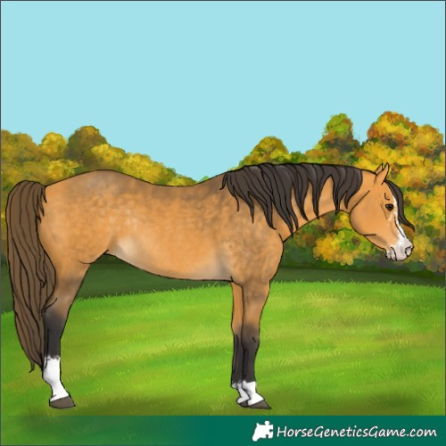 Horse Color:Buckskin Sabino Rabicano 
