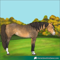 Horse Color:Buckskin Sabino Rabicano