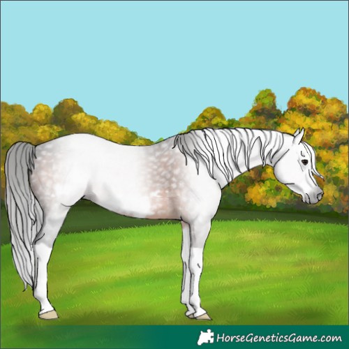 Horse Color:Gray Bay Splash Frame 