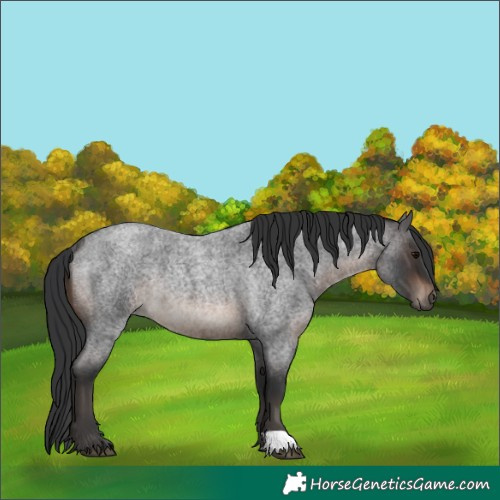 Horse Color:Brown Roan Rabicano 