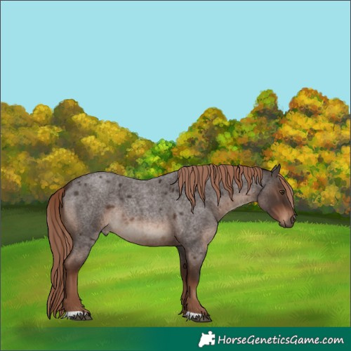 Horse Color:Liver Red Roan 