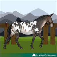 Horse Color:Brown Dun Appaloosa
