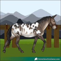 Horse Color:Brown Dun Appaloosa 