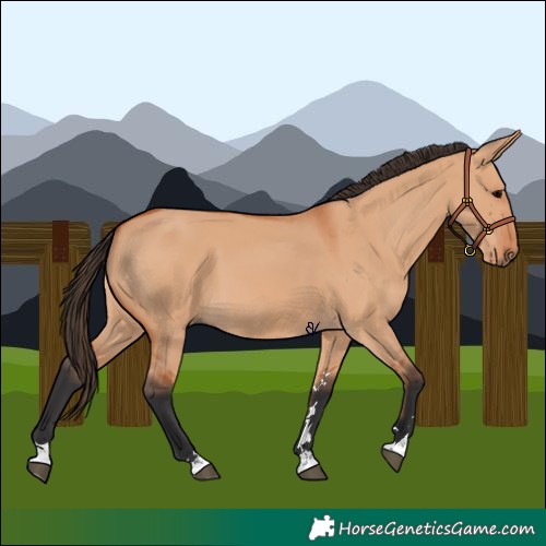 Horse Color:Bay Dun