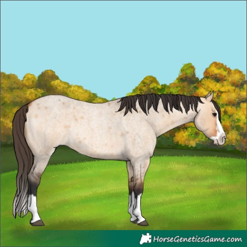 Horse Color:Bay Roan Dun Splash Rabicano 