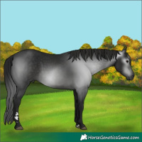 Horse Color:Gray Black 