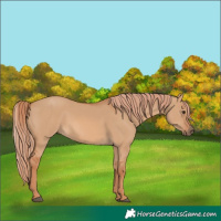 Horse Color:Red Dun 