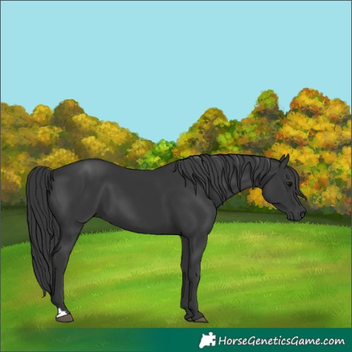 Horse Color:Black 
