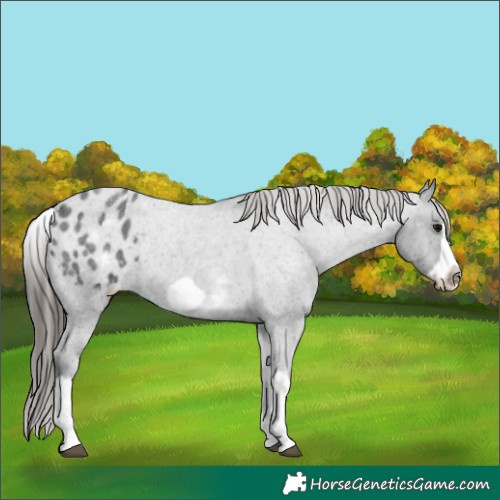 Horse Color:White Spotted Blue Roan Splash Frame Blanket