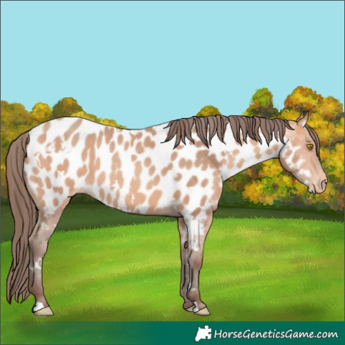 Horse Color:White Spotted Amber Champagne Near Leopard 