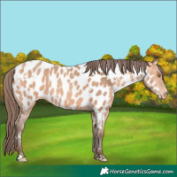 Horse Color:White Spotted Amber Champagne Near Leopard 