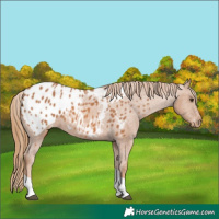 Horse Color:Chestnut Tobiano Appaloosa 