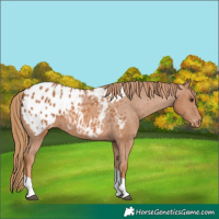 Horse Color:Chestnut Tobiano Appaloosa