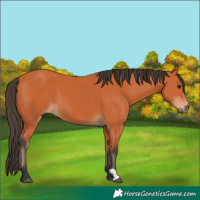 Horse Color:Bay 