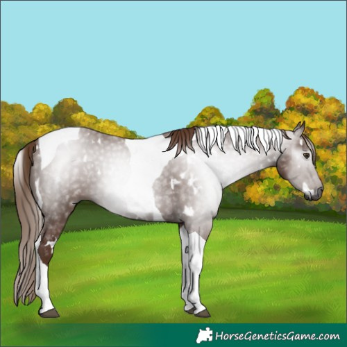 Horse Color:Gray White Spotted Chestnut Tobiano 