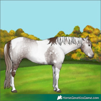 Horse Color:Gray White Spotted Chestnut Tobiano 
