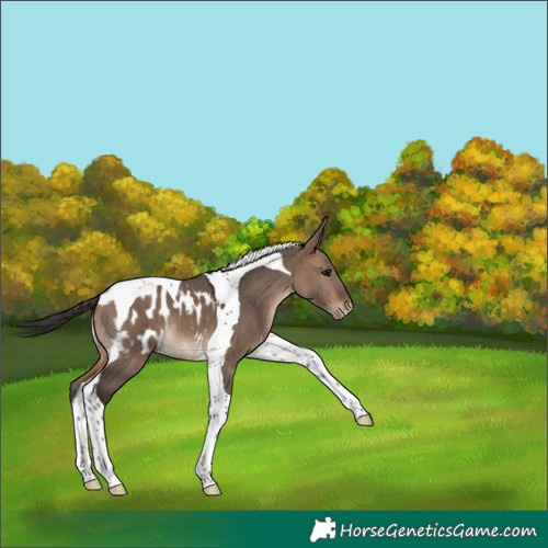 Horse Color:Bay Dun Tobiano Blanket 