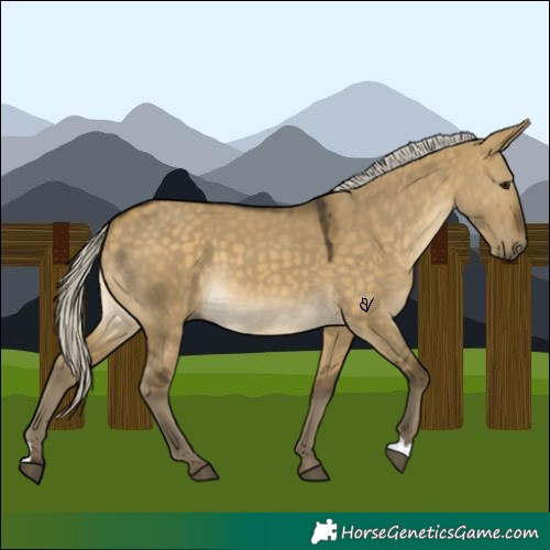 Horse Color:Silver Buckskin Dun 