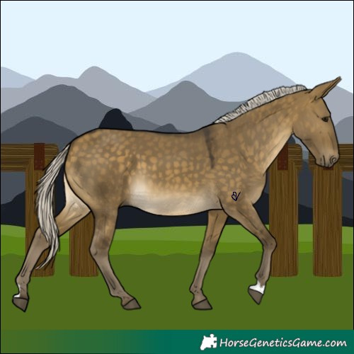 Horse Color:Silver Buckskin Dun 