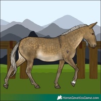 Horse Color:Silver Buckskin Dun 