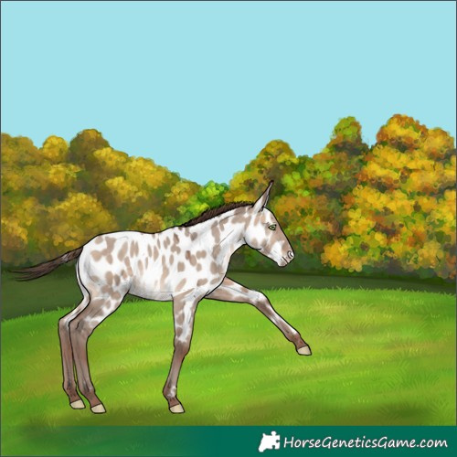Horse Color:Sable Champagne Dun Near Leopard 