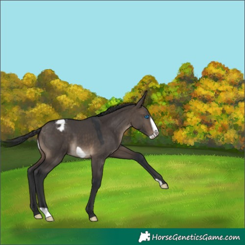 Horse Color:Brown Dun Frame Appaloosa 