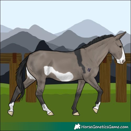 Horse Color:Grullo Frame 