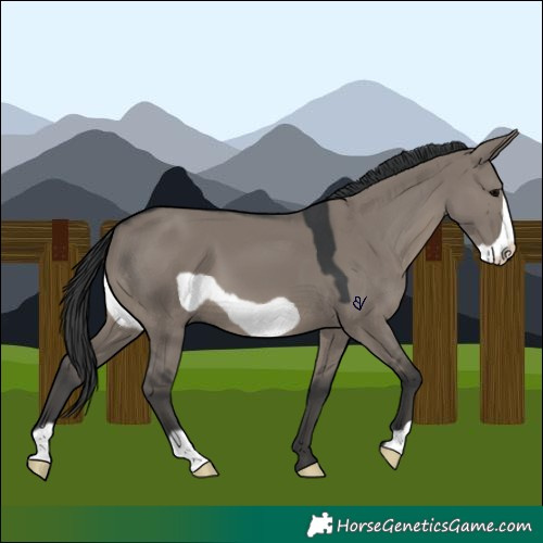 Horse Color:Grullo Frame 