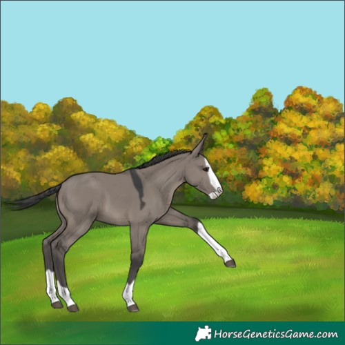 Horse Color:Grullo Splash 