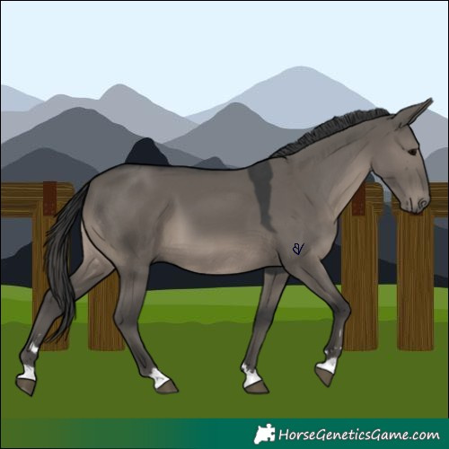 Horse Color:Grullo 