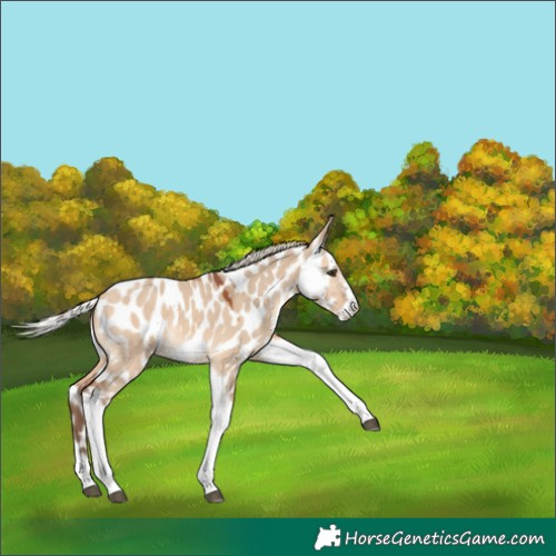 Horse Color:Silver Bay Dun Tobiano Frame Near Leopard 
