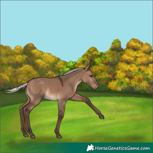 Horse Color:Silver Brown Dun Varnish 