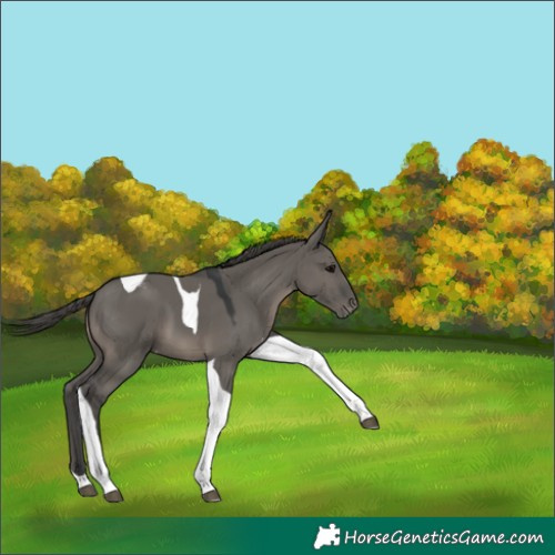 Horse Color:Grullo Tobiano Varnish 