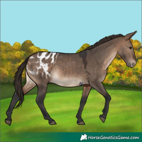 Horse Color:Brown Dun Appaloosa 