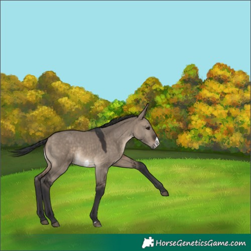 Horse Color:Brown Dun Frame 