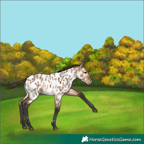 Horse Color:Bay Dun Near Leopard 