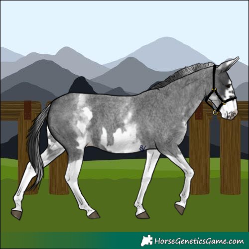 Horse Color:White Spotted Blue Roan Splash Frame Varnish 
